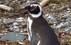 Magellenic Penguin