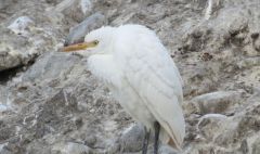 White Herron