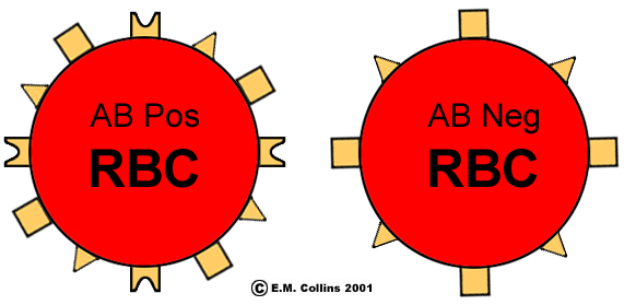 Rh Pos or Rh Neg?